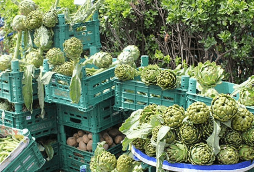 Uluslararası Urla Enginar Festivali Nerede Yapılır?
